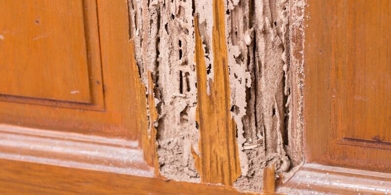 Can You Sell a House That Has Termites in Texas
