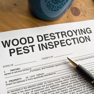 Can You Sell a Property With Termites in Texas