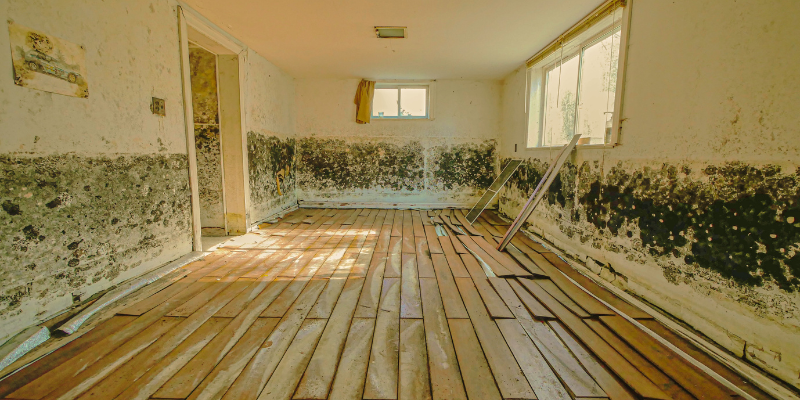 Selling A Mold-affected House Charlotte