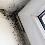 How to Sell a House With Mold North Carolina