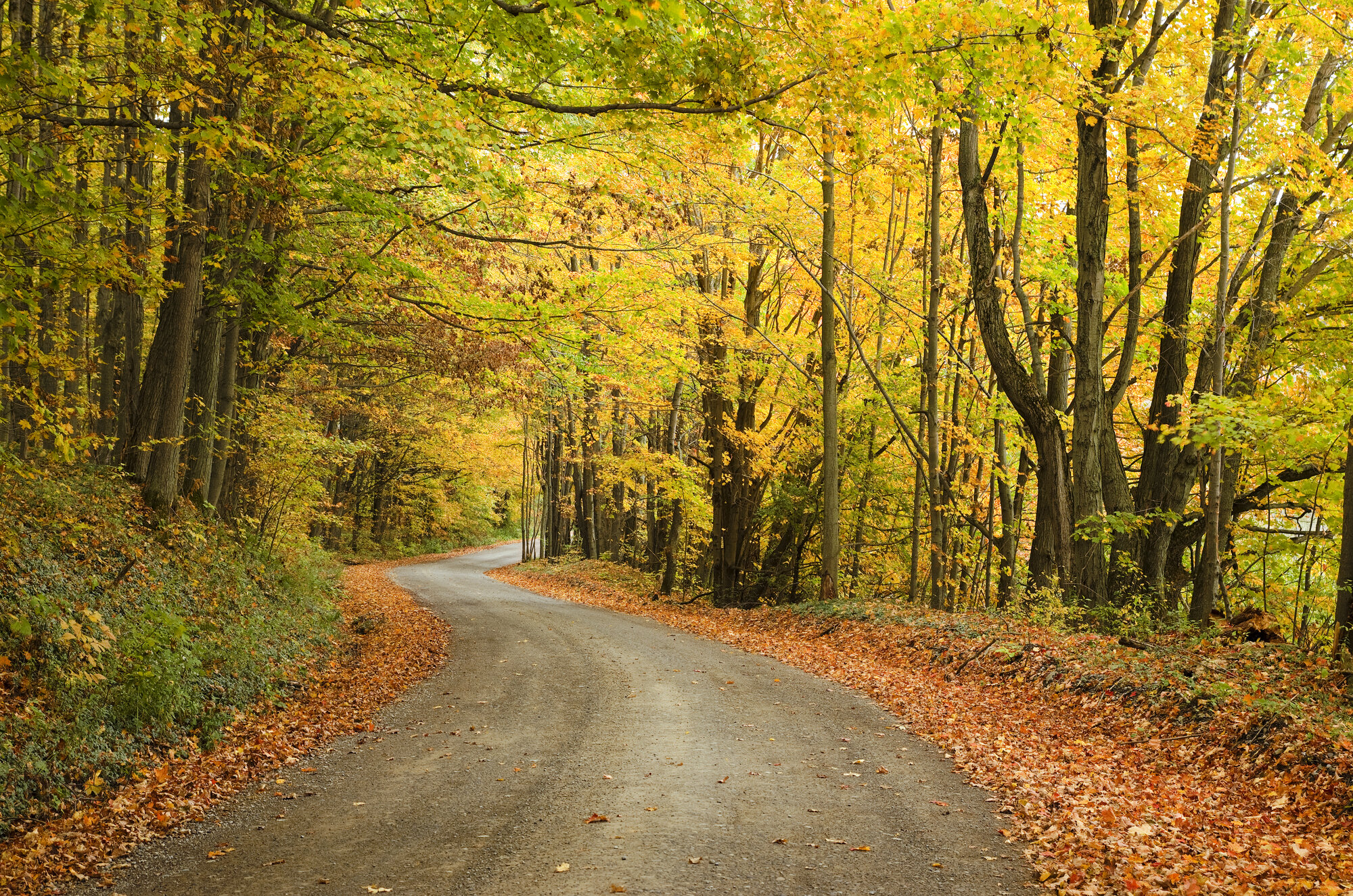 Fall trees and a winding road