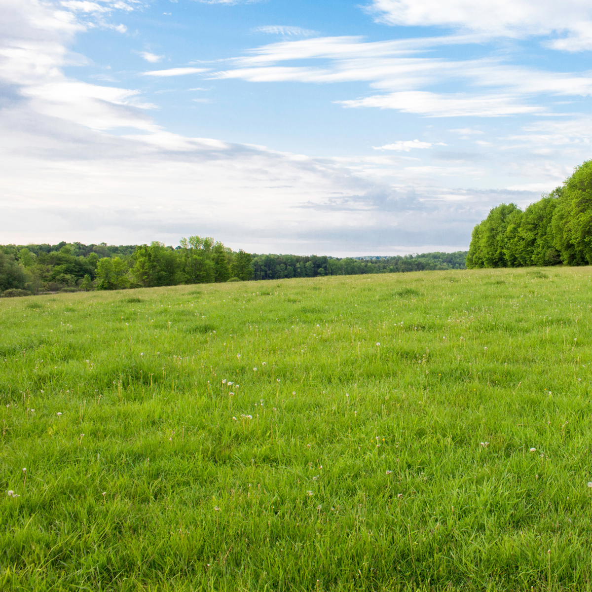 Sell My Texas Land