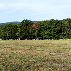 Contract for the Purchase and Sale of Vacant Land in Texas