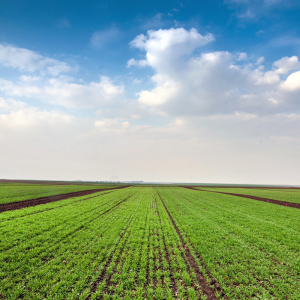 Guide to Selling Part of Your Land in Texas