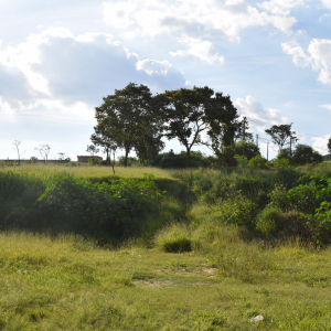 Vacant Land Purchase Contract in Texas