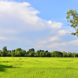 Best Strategies for Selling Landlocked Land in Texas