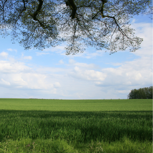How to Transfer Ownership of Landlocked Land in Texas