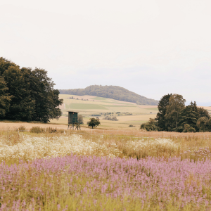 Steps to Sell Hunting Land in Texas
