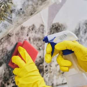 Sell a House With Mold in Minnesota
