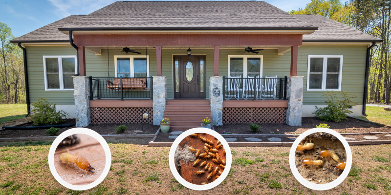 Selling a House with Termite Damage St. Paul