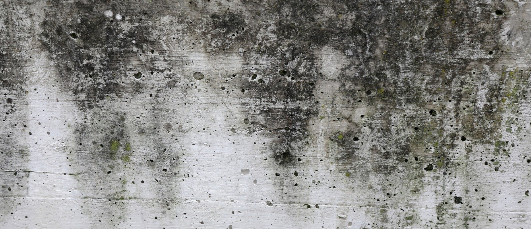 Buying House with Mold Fast Minnesota