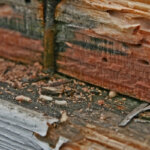 Selling house with termite damage Minnesota