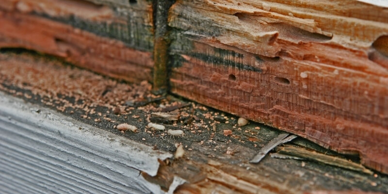 Selling house with termite damage [market_city]