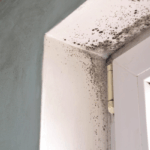 Sell House With Mold Florida