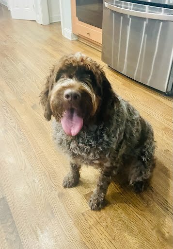 Apollo