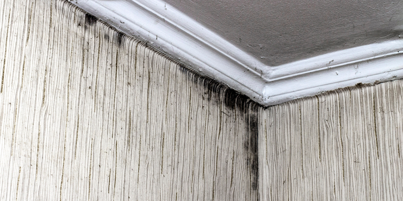 How to Sell a House With Mold in Pennsylvania