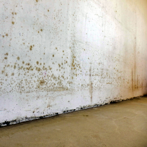 Sell a House Fast With Mold in Pennsylvania