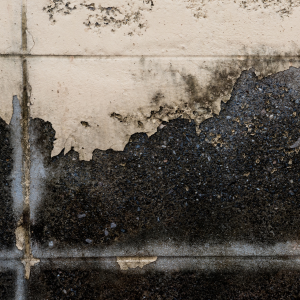 Sell a House With Mold in Pennsylvania