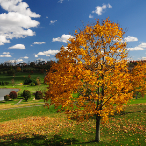 Ideal neighborhood for families Media