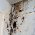 How to Sell a House With Mold Pennsylvania