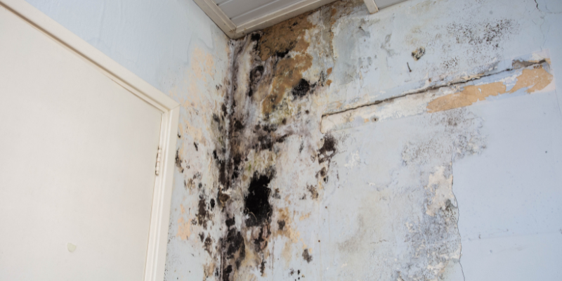 How to Sell a House With Mold Pennsylvania