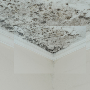 Sell My House With Mold Pennsylvania