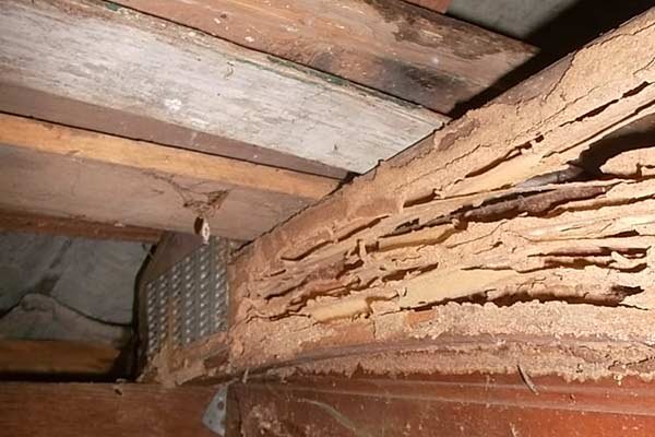 sell house with termite damage in St. Louis