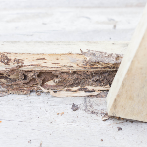Cost breakdown for termite tenting a home In Rhode Island