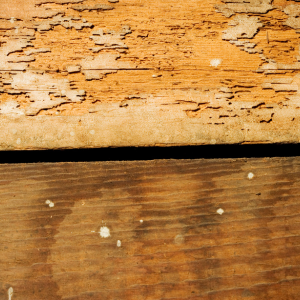 Expense of termite tenting for a home In Rhode Island