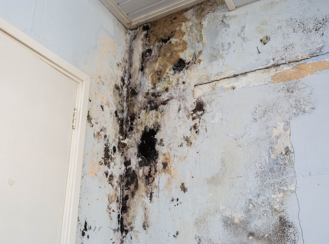 Selling A House With Mold in Massachusetts