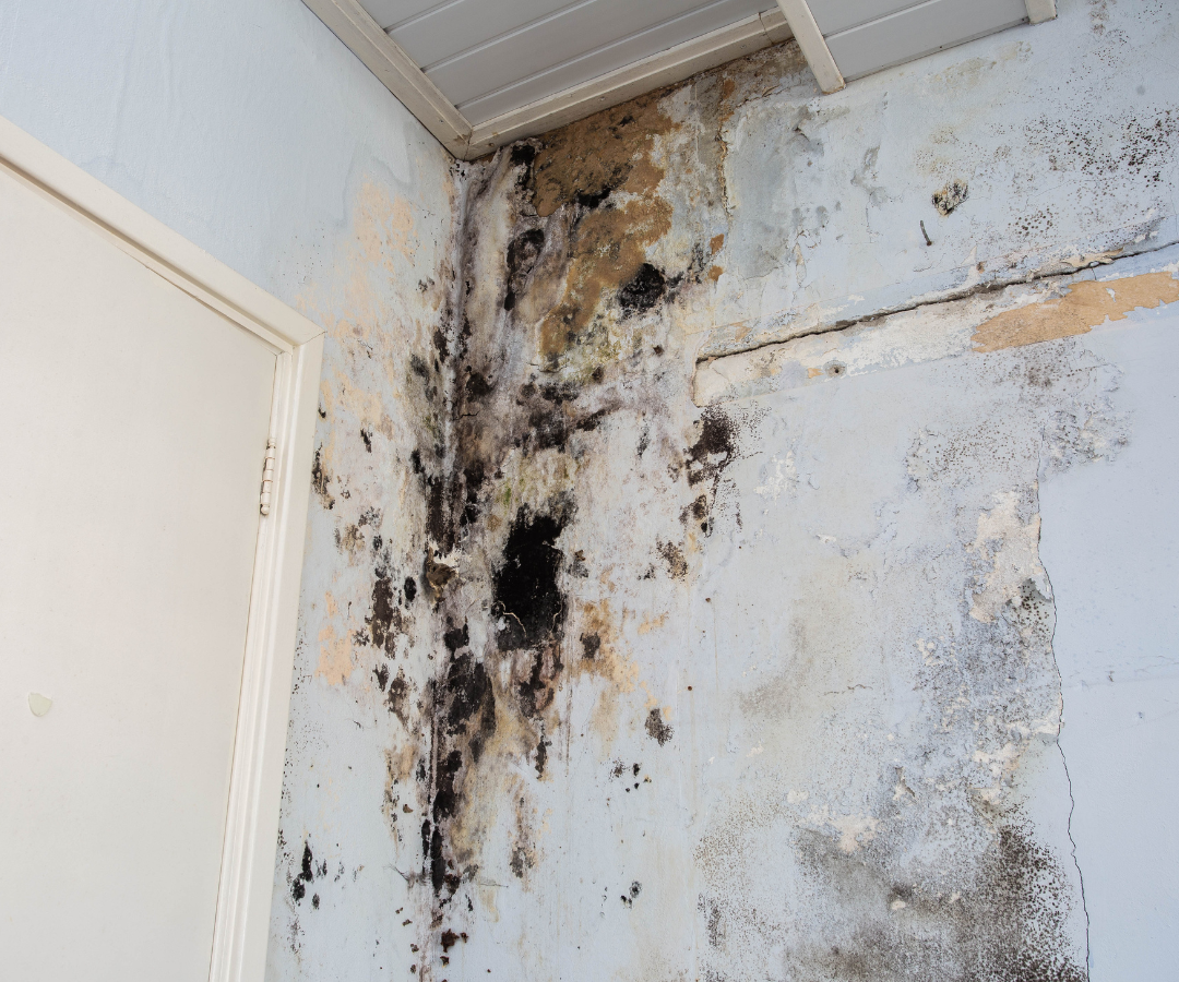 Selling A House With Mold Massachusetts
