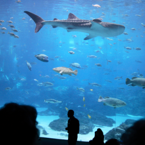 Activities you can do Atlanta