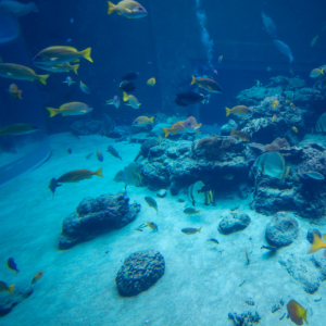 Awesome Things to Do with Kids Atlanta