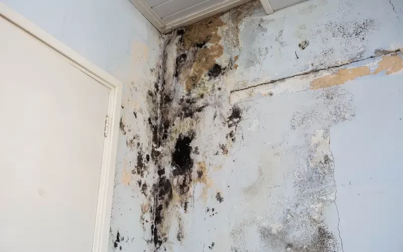 Can You Sell a House with Mold in North Carolina