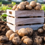 buying potato land