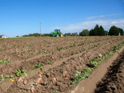 tips on buying potato land