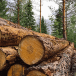 buying land for timber a good investment