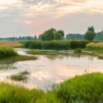 the different types of wetlands