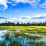 what to do with wetlands on land