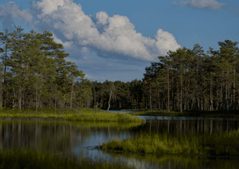 different types of wetlands
