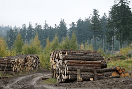 is buying land for timber a good investment