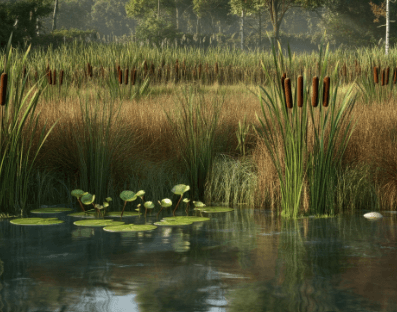 what to do with wetlands on your land