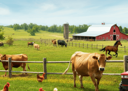 what is a ranch farm