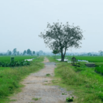 improved land