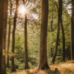 timber rights