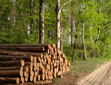 what are timber rights