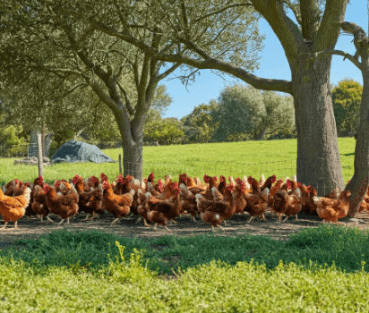 how to start chicken farm on land
