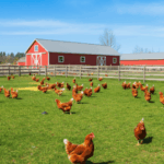 start a chicken farm on land