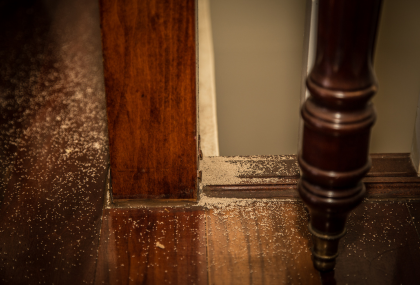 Can you Sell A House With Termites In Vancouver, WA