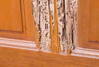 How To Sell A House With Termites In Vancouver, WA